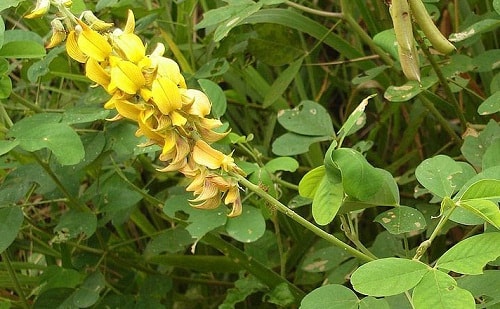 Chữa suy nhược thần kinh, mất ngủ với lục lạc ba lá