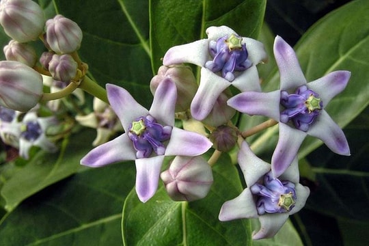 Cẩn thận khi dùng lá bàng biển chữa hen phế quản