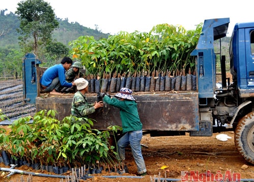 Cây cao su bén duyên đất Quế…