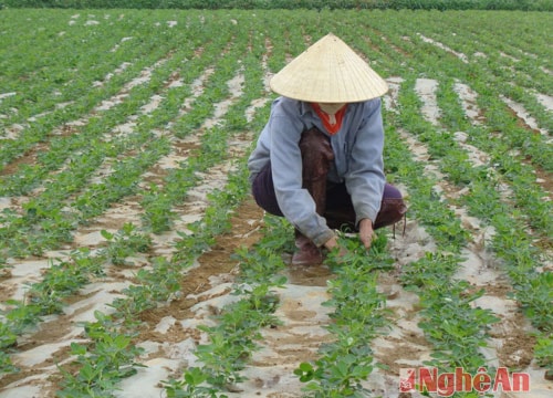 Nông dân Quỳnh Lưu tích cực chăm sóc cây trồng vụ xuân