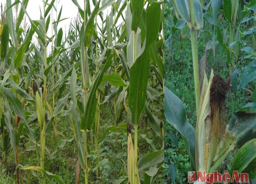 Con Cuông, Anh Sơn: Ngô vụ đông "đứng" hơn 5 tháng chưa thu hoạch được?