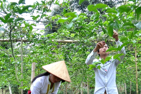 Quế Phong: Lộ trình mới của cây chanh leo