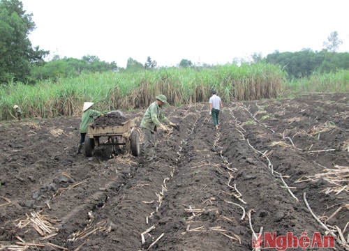 Hướng đi mới trong sản xuất nông nghiệp ở Nghĩa Đàn