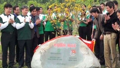 103 cây mai vàng bên mộ Đại tướng Võ Nguyên Giáp