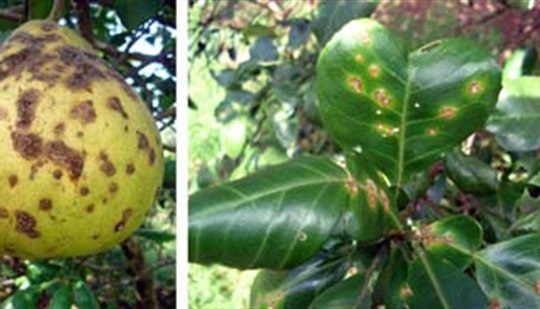 Bệnh loét hại cây có múi và biện pháp phòng trừ