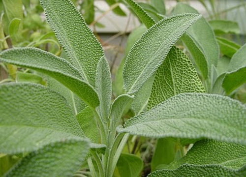 5 bài thuốc dân gian đánh bật các bệnh về da