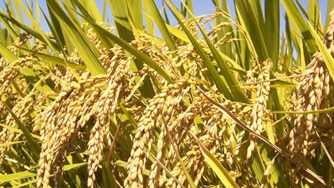 Thay đổi tư duy về cây lúa