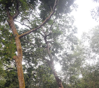 Rừng lim Quỳ Lăng