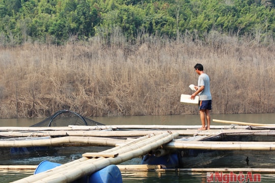 Nuôi cá trắm đen ở đập Thủy điện Bản Vẽ