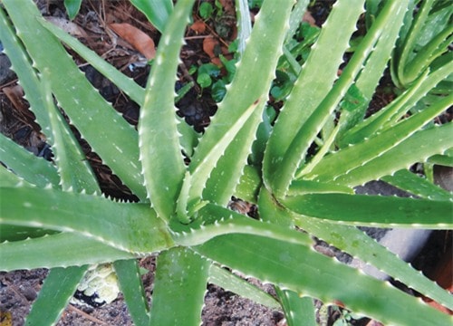 Nha đam cải thiện hệ tiêu hóa