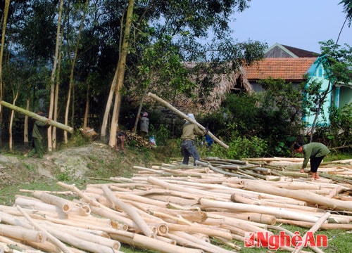 Trồng rừng nguyên liệu - những bất cập trong quản lý