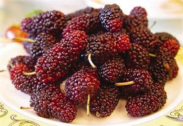 Quả dâu chín bổ huyết