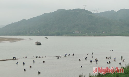 Cào hến trên sông Lam