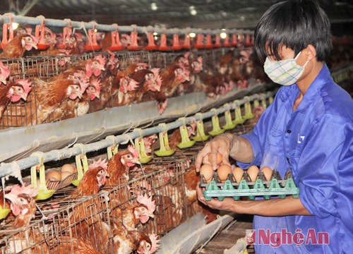 Người xây dựng thương hiệu trứng gà sạch