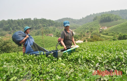 Thu hoạch chè xuân ở Tổng đội TNXP 5