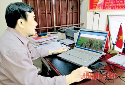 Đưa rau Quỳnh Lương lên mạng