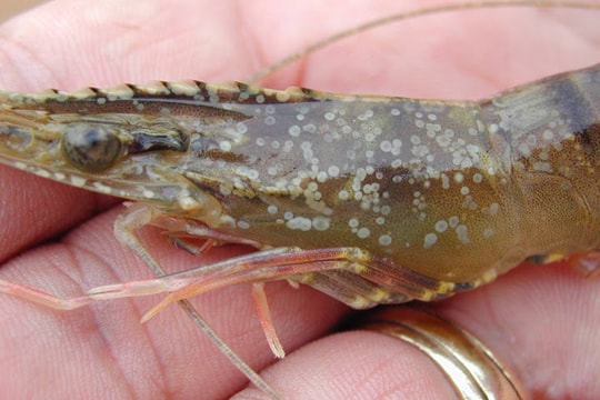 Công bố dịch đốm trắng ở tôm