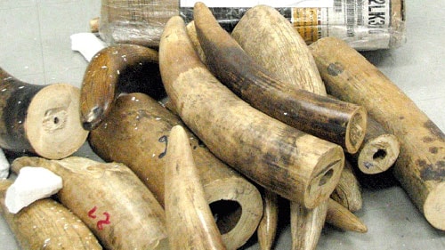 Phát hiện 11 khúc ngà voi bị "thất lạc" tại sân bay Nội Bài