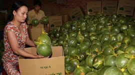 Bưởi da xanh Bến Tre không đủ xuất khẩu