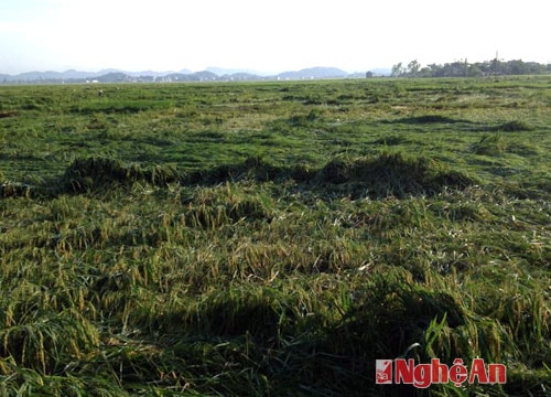 Quỳnh Lưu: Nhiều diện tích lúa Xuân bị đổ ngã