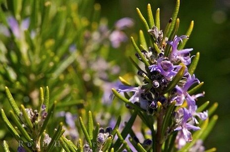 7 loại gia vị, thảo mộc tăng sức đề kháng cho người bệnh ung thư