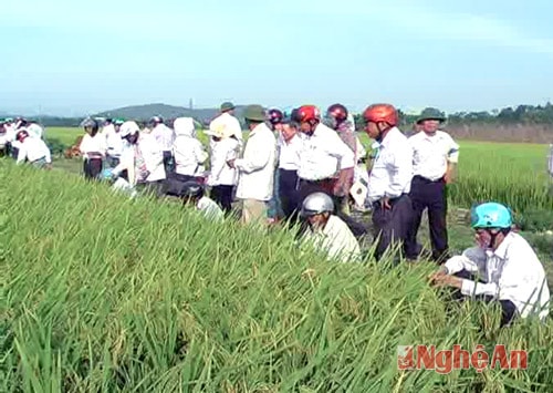 Hội thảo đầu bờ giống lúa thuần Hoa Khôi 4