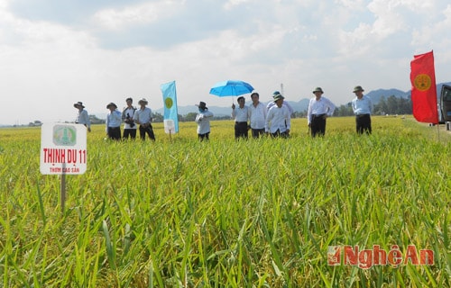 Hưng Nguyên: Hội thảo đầu bờ cánh đồng mẫu lớn