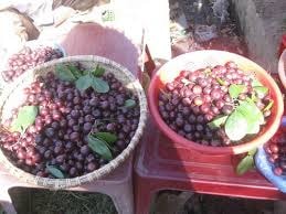 Quả có vị chát - tác dụng ít ai ngờ