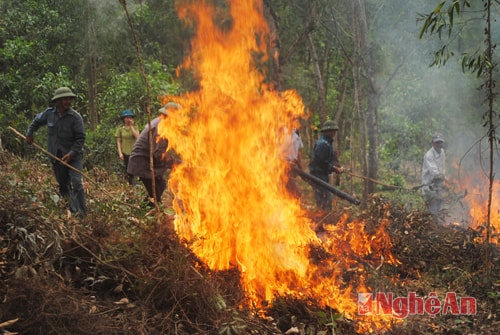 Đốt thực bì, cháy gần 2 ha rừng bạch đàn