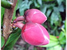 Khánh Hòa đề xuất bảo tồn, nhân giống loài trà hoa Krempf