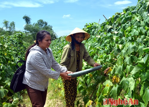 Những mô hình nông thôn mới