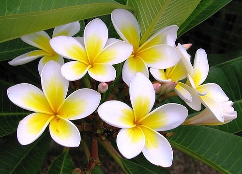 Cây hoa đại chữa đau nhức chân răng