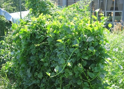 Những bài thuốc tuyệt vời từ rau mồng tơi chữa 9 bệnh hay gặp