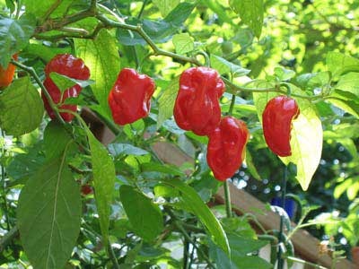 Kỹ thuật trồng ớt ngọt (Capsicum annum L.) theo hướng an toàn