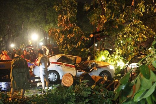 Hà Nội: Cây đổ la liệt, một người tử vong sau cơn mưa lớn