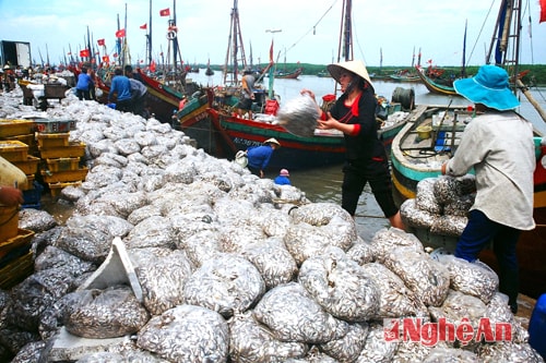 Cá bạc đầy khoang...