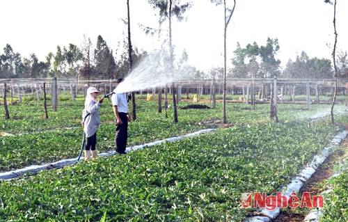 Giải pháp chống hạn ở Quỳnh Lương