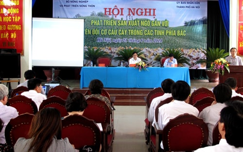 Nâng cao năng suất tăng thu nhập cho người trồng ngô