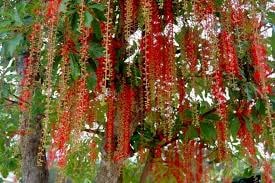 Lộc vừng mùa rụng lá