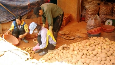 Điệp khúc khoai tây Trung Quốc "ngược đường" lên Đà Lạt