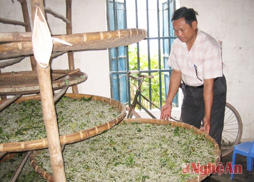 Hồi sinh nghề trồng dâu nuôi tằm