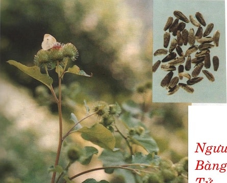 Đông y chữa bệnh đau răng