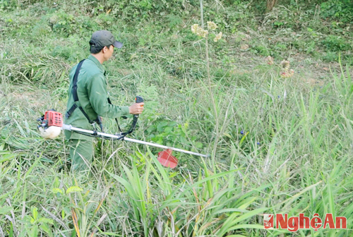 Cây rễ hương trên đất Cao Sơn