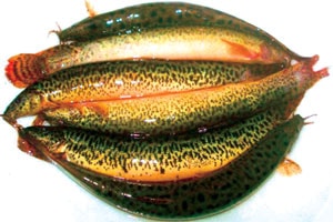 3 món ăn từ cá giúp quý ông chữa khỏi bệnh yếu sinh lý