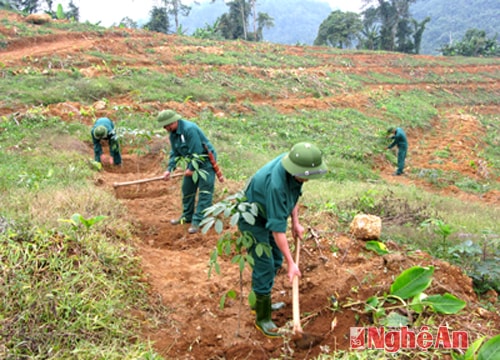 Nâng cao hiệu quả kinh tế cây công nghiệp