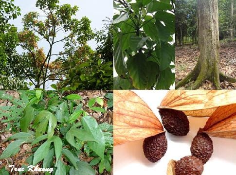 Chữa chảy máu cam do nóng nhiệt với cây lười ươi