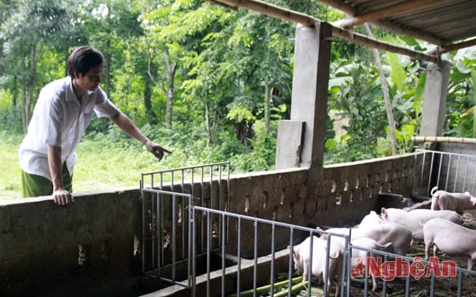 Nuôi lợn bằng men vi sinh