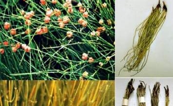 Bài thuốc chữa da mặt sần sùi