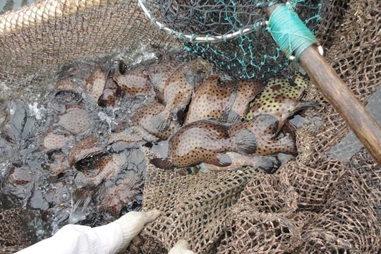 Nhân giống đệ nhất đặc sản biển: Diện kiến cá song chuột