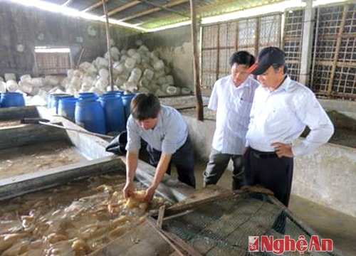 Chế biến sứa ăn liền tại Diễn Châu